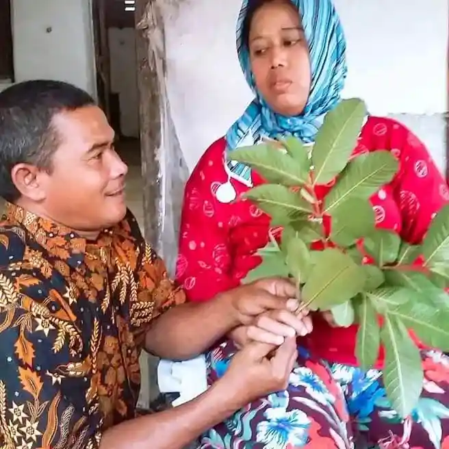 mansurtegallakalaka
