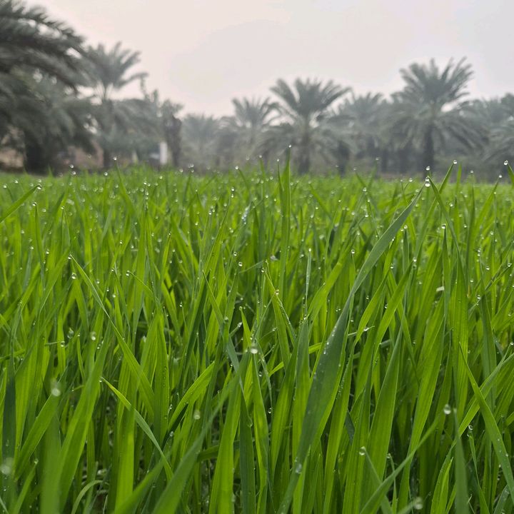 Ghanghro