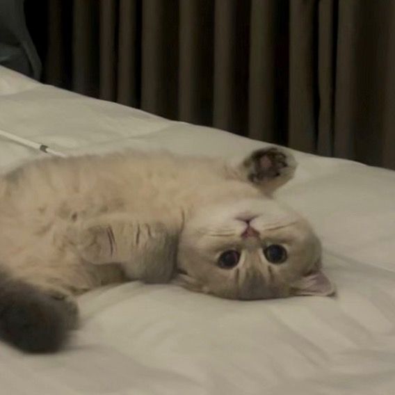 โซมีหนูท่อ