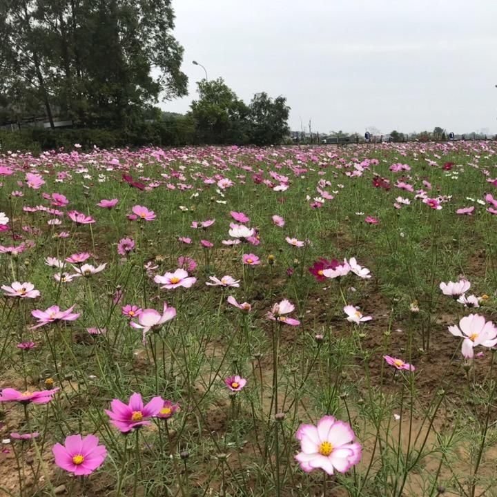 cuoc_song_vui