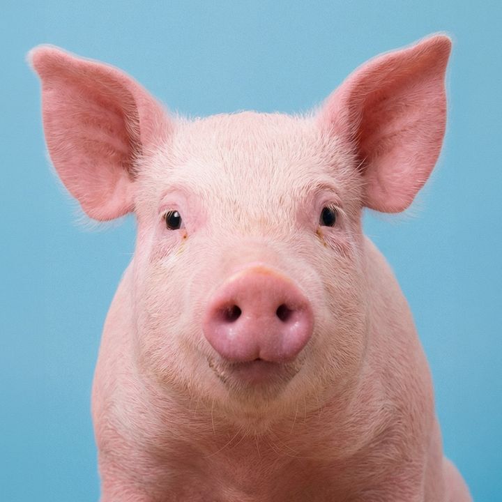Pig Day