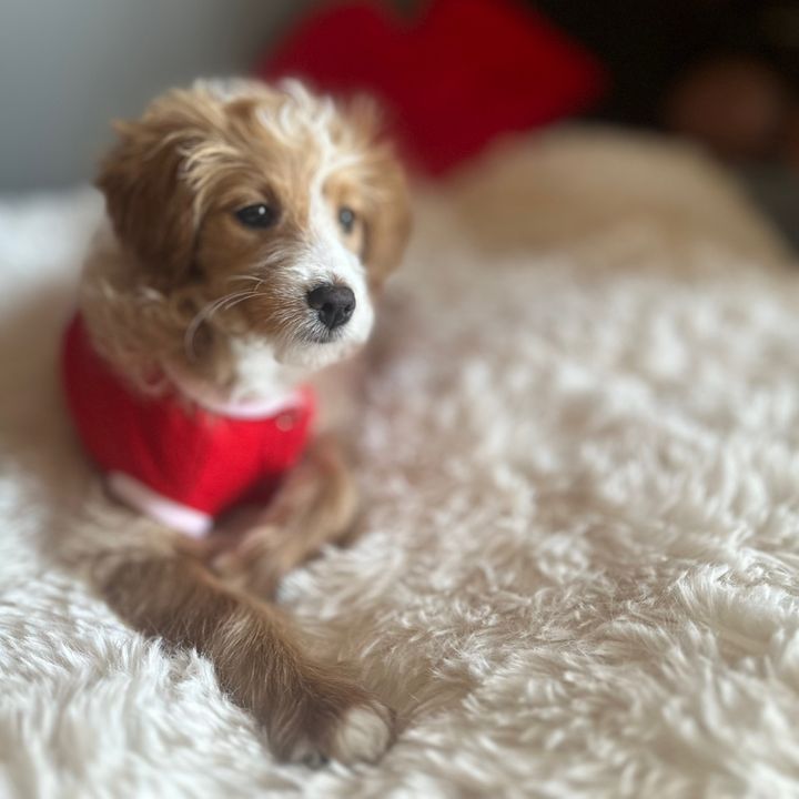 Bailey