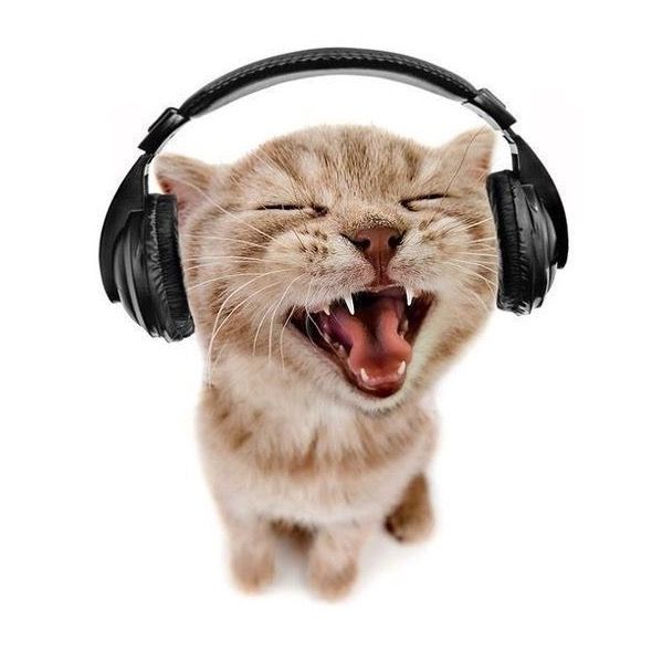 cutecatsong