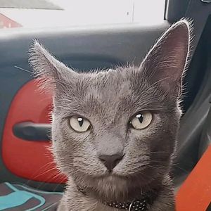 🇲🇽Reynaldo cat