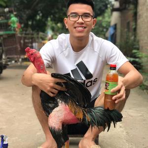 Gà Chọi Tuấn Cận