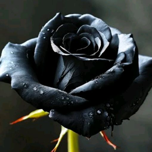 🖤SCORPIO♏🖤