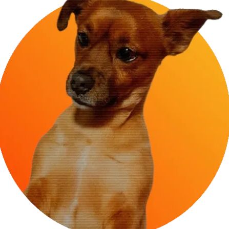 ✨️🐶🧡✨️