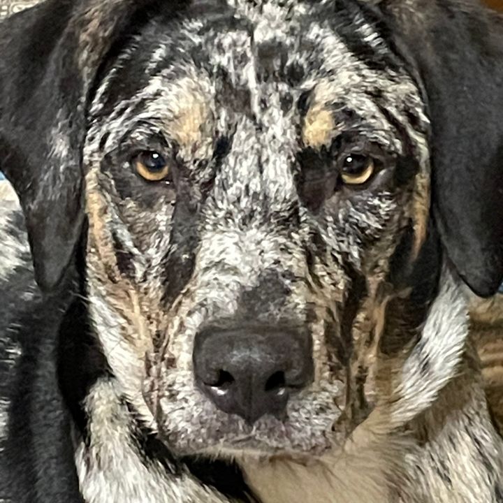 Leopard Dog