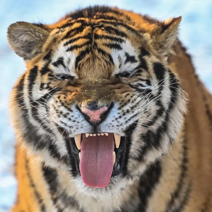 Apex_Vids