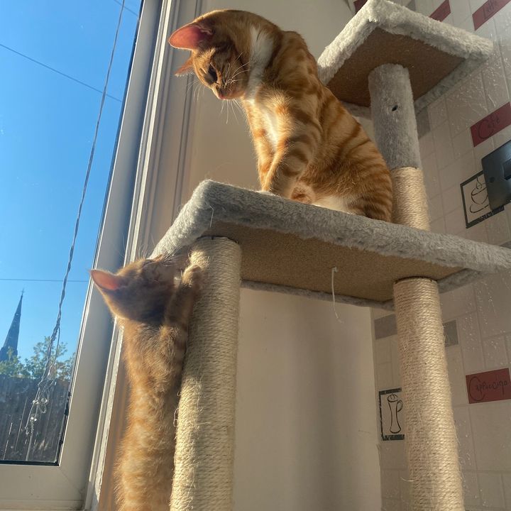 Jasper and Kevin the kittens🧡