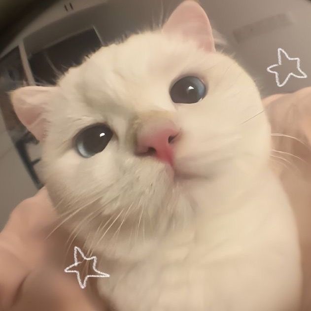 สารพัดของกุ๊กกิ๊ก 🌟