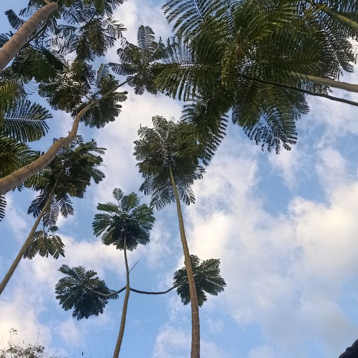 hyerakawai