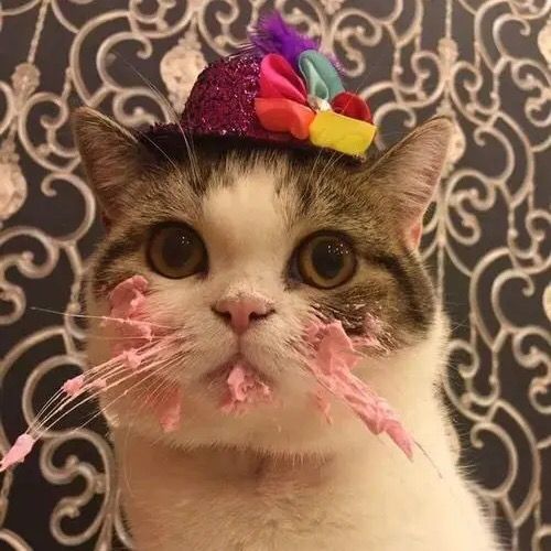 Our_CutePets