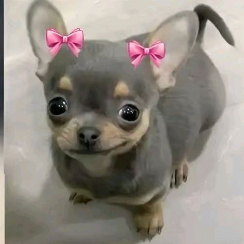 FOFURA SEM FILTRO