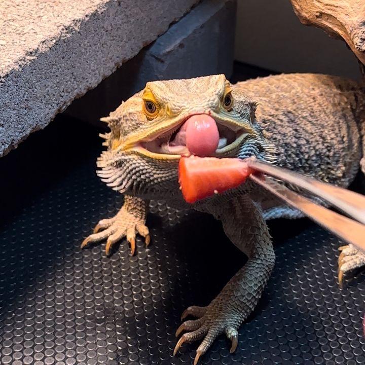 thebeardiebrothers