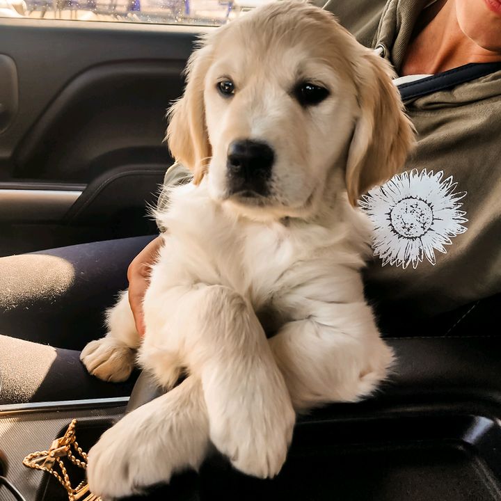 Birdie ⛳️ 🐾