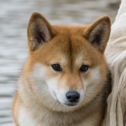 kokoigtv