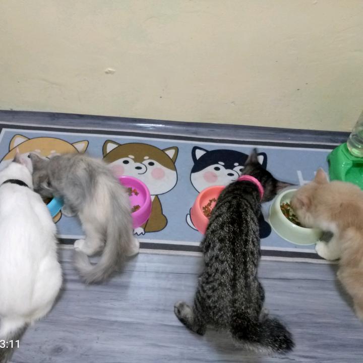 catlovershop14