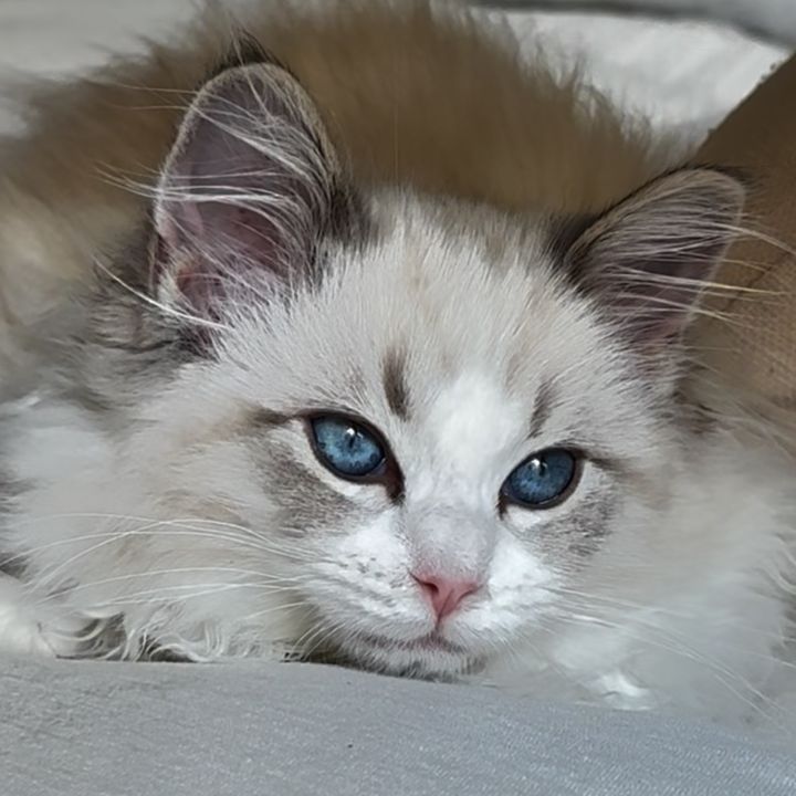 Vera Belle the Ragdoll