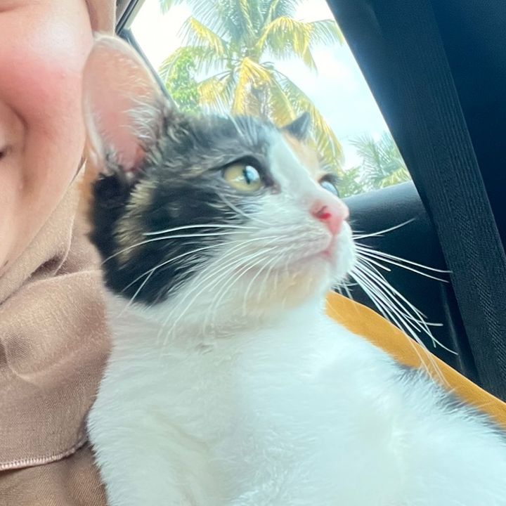 Meowlovecat