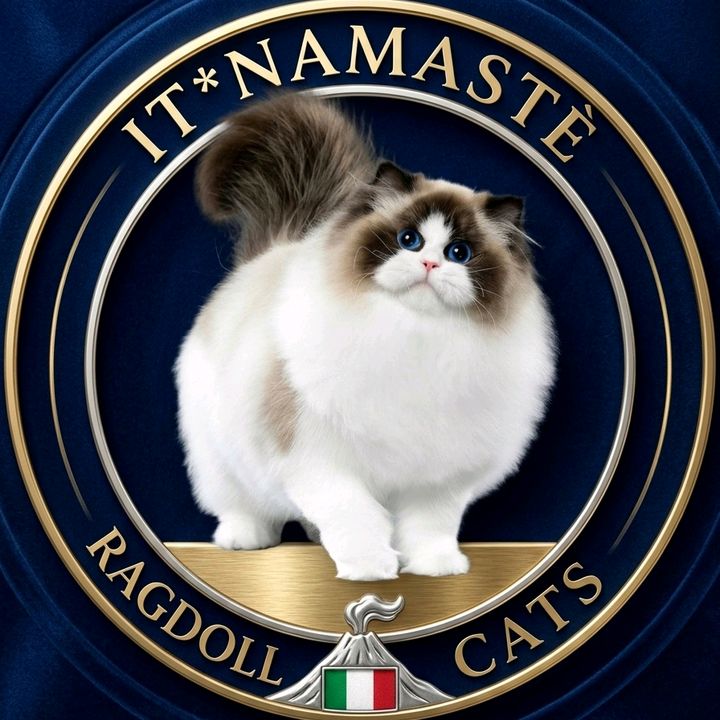Namastè Ragdoll Cats