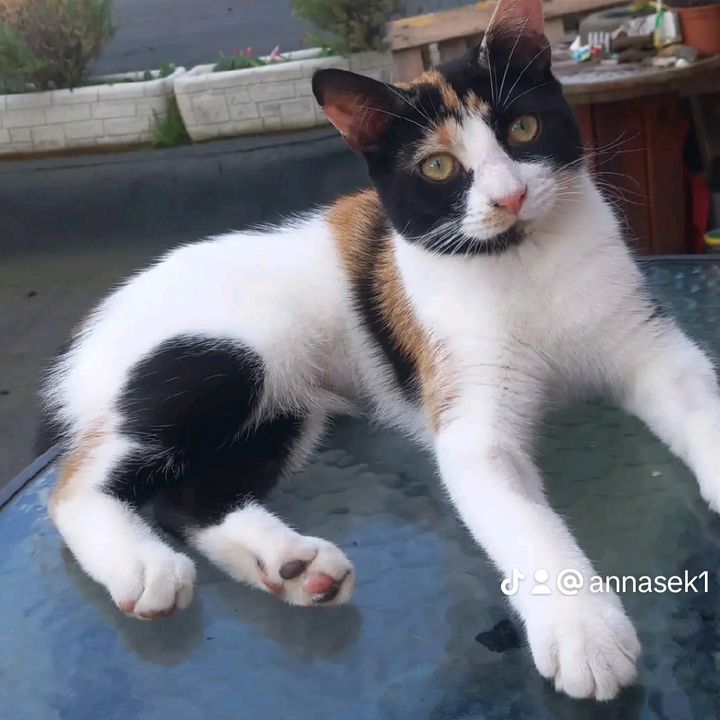 🎀🎀cat_mum🎀🎀