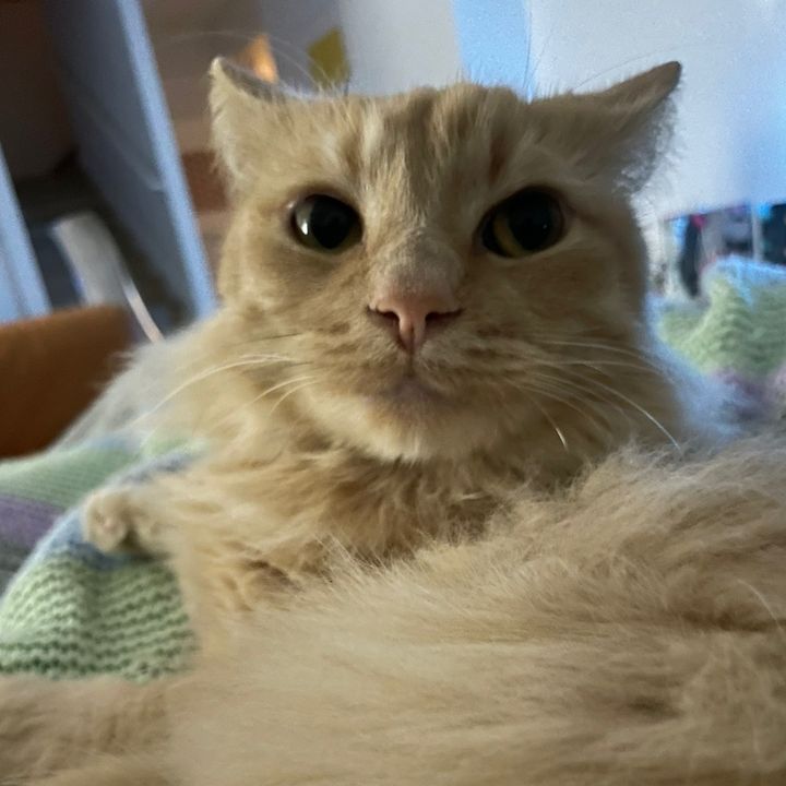 cheesecakel0ver