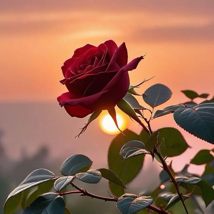 Rosa Maria