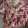 Berkah Bawang-Bawang