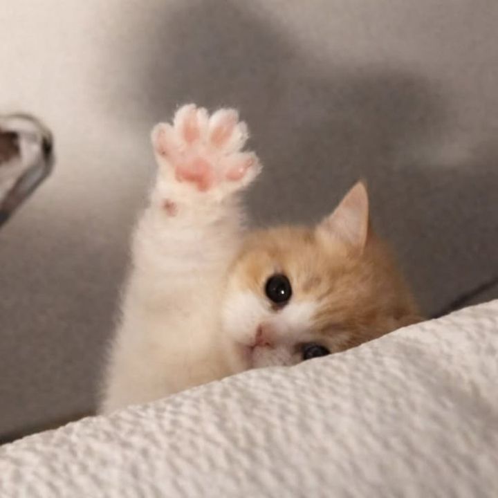 kittyblown
