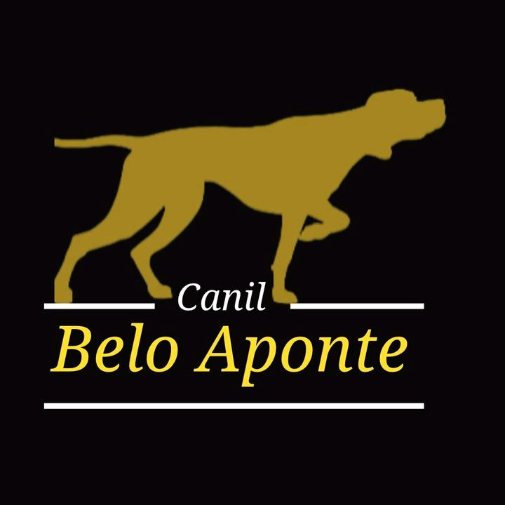 canil belo aponte