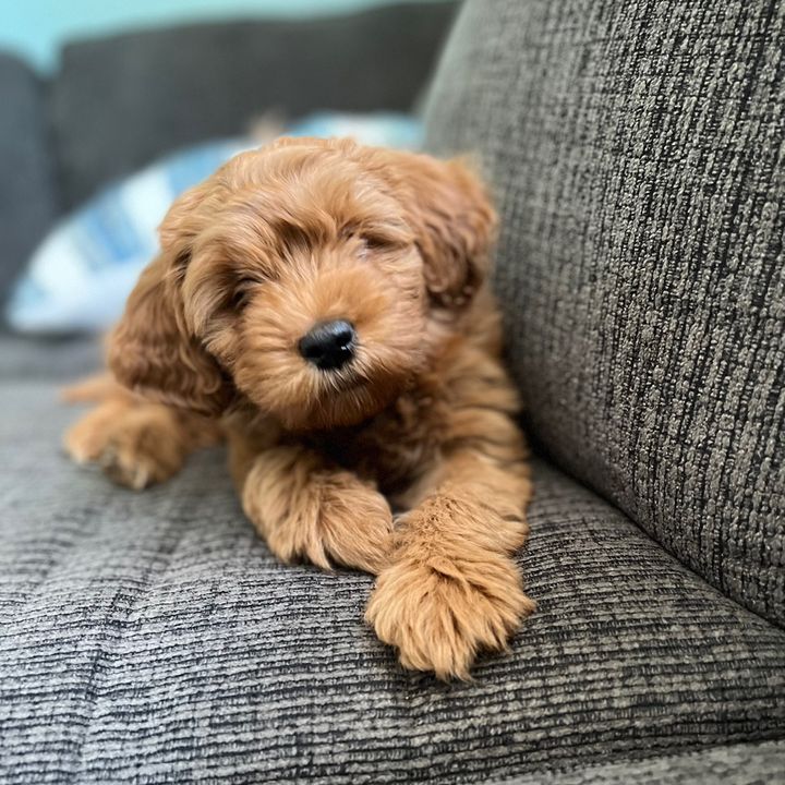 Milo the Mini Goldendoodle