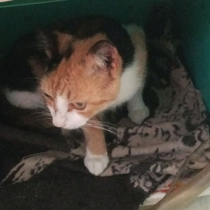 Lupita