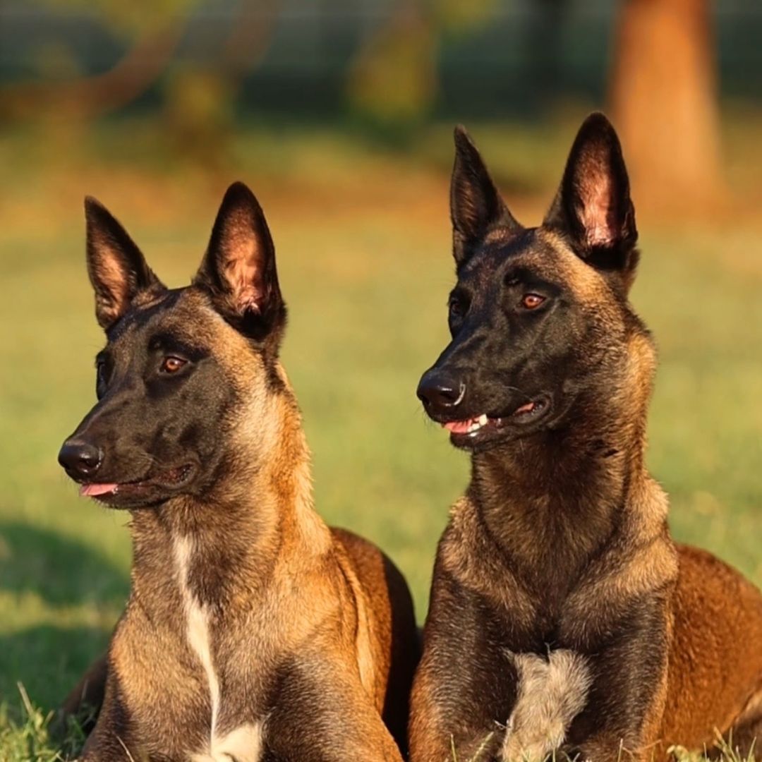 Life With Malinois