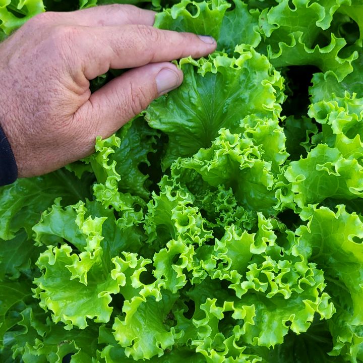 genival verduras hidroponia