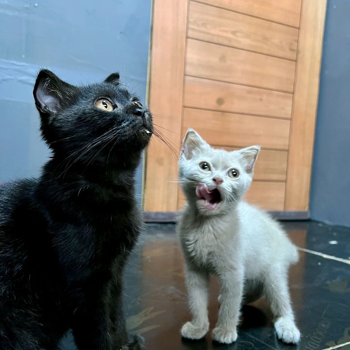 𓍢ִ໋🌷͙֒ᰔᩚ JiJi & Chom 🐈‍⬛🐈