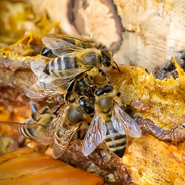 RajahoneyFARM