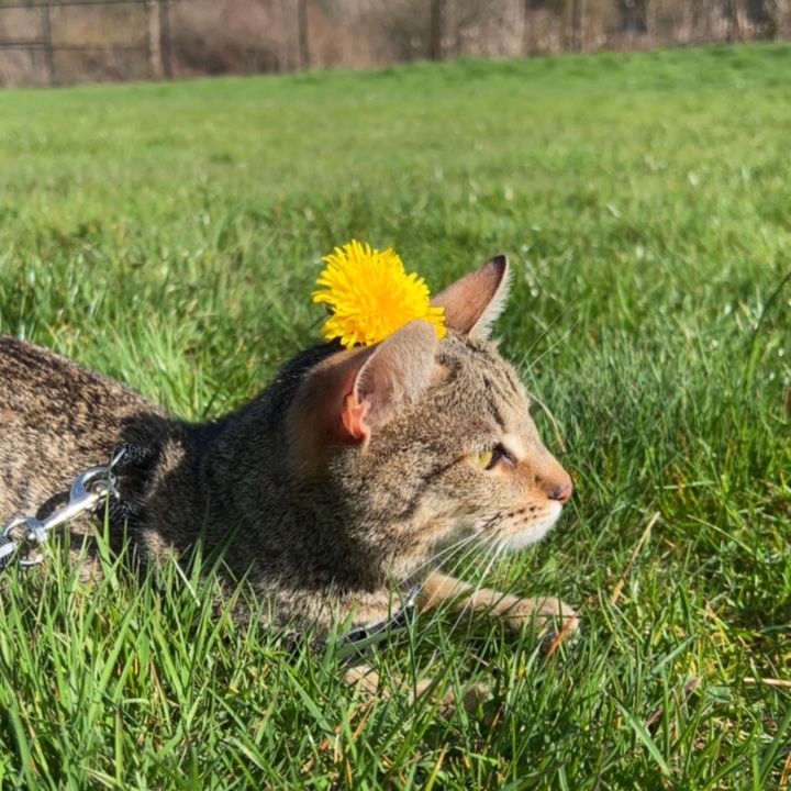 nibblestherescuecat