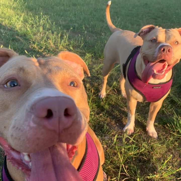 Dolce&Willow🐶