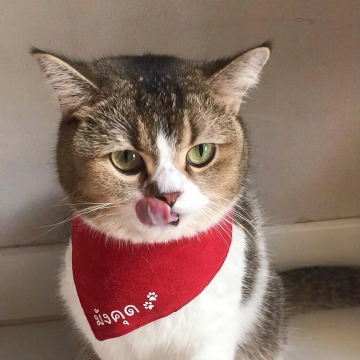 มังคุดแมวหน้ากลม