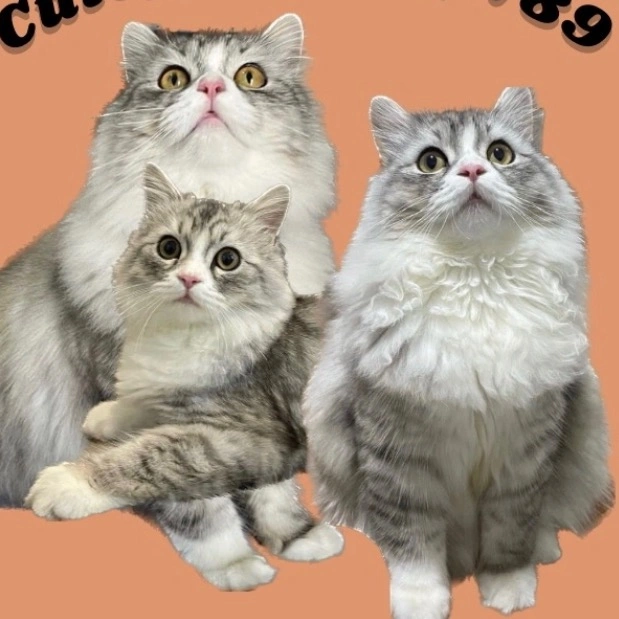 Petshop789