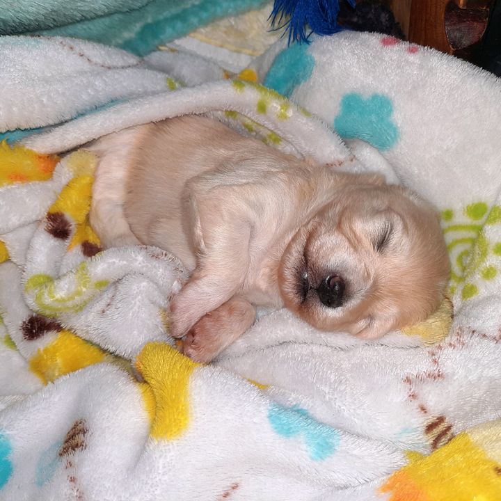Refujio memalin😍🐶