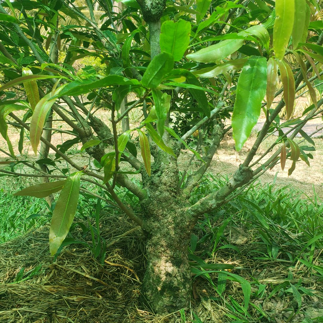 Vườn Mai Anh Quý