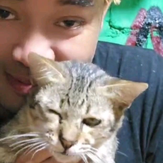 RUMAH KUCING PAK ARIL