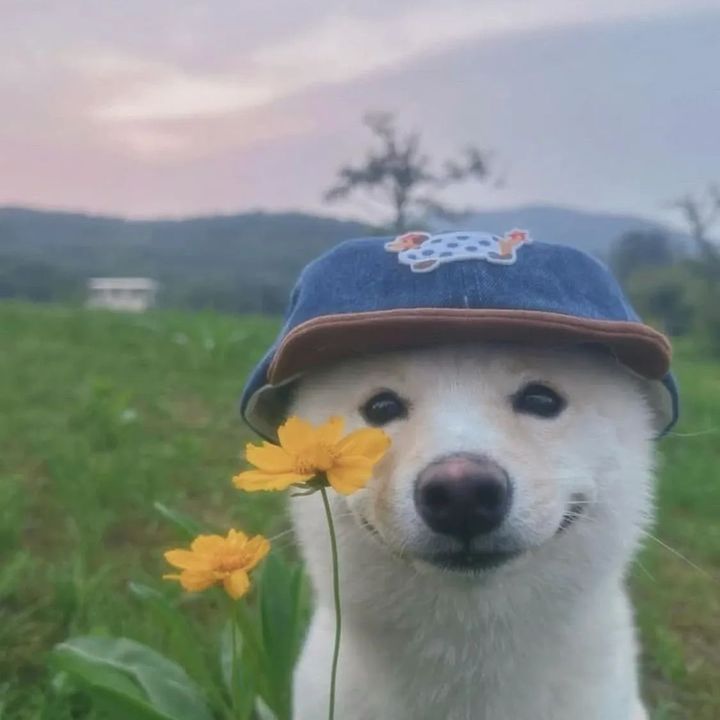 tientienriviu