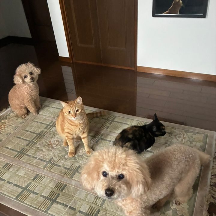 花咲にゃあごろう
