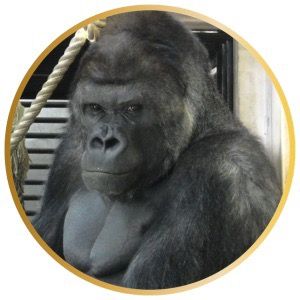 Japan gorilla Family