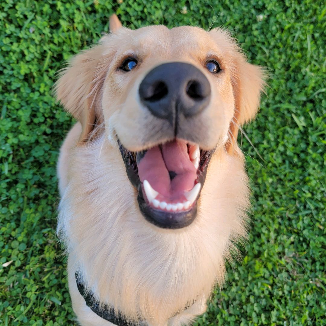 mauithegolden