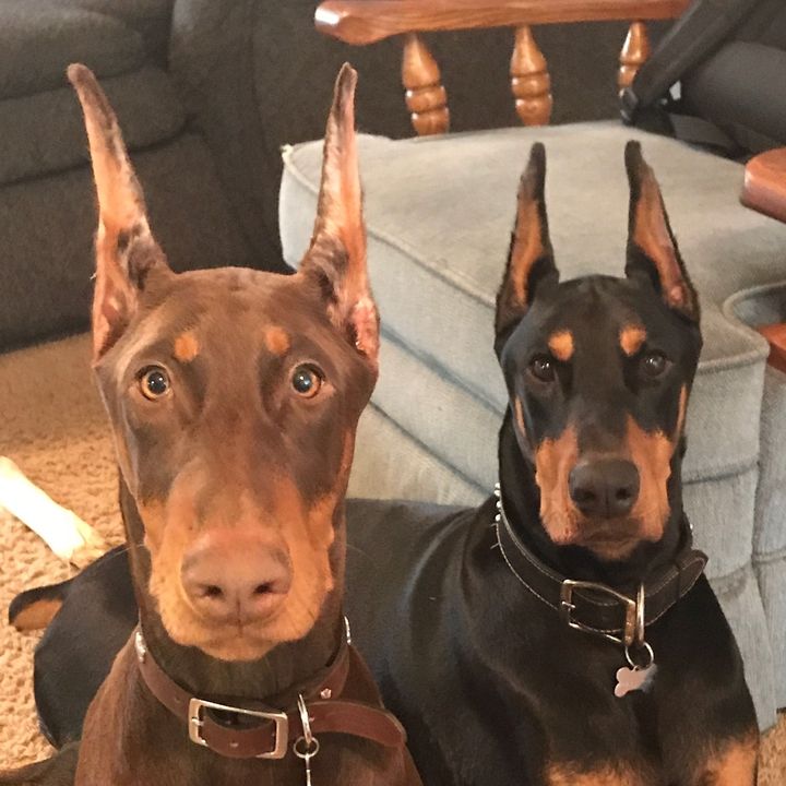 Prank - Doberman 🤣 Smart Dog