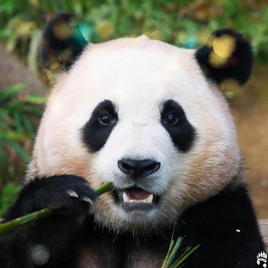 Cute Animals 🐼
